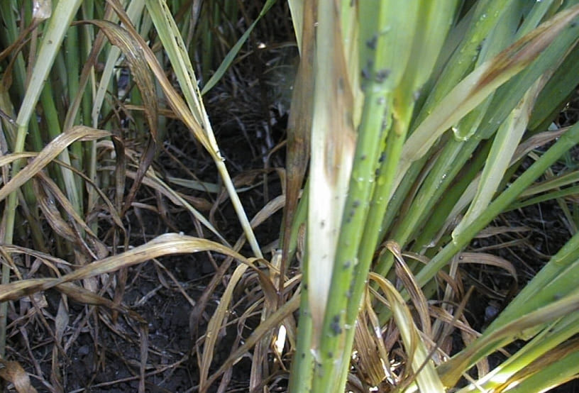 Cereal Aphids